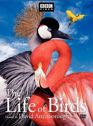 The life of birds dvd a vendre