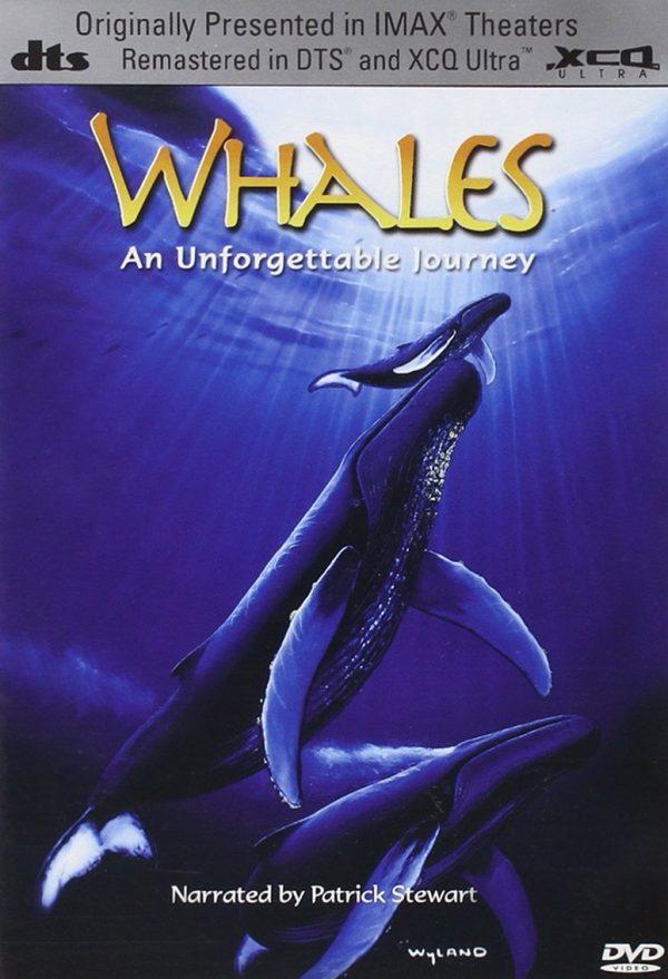 whales dvd a vendre