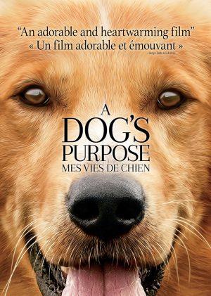 a dog's purpose dvd a vendre